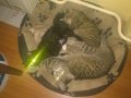 lasercats.jpg